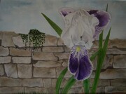 Iris and Stone Wall