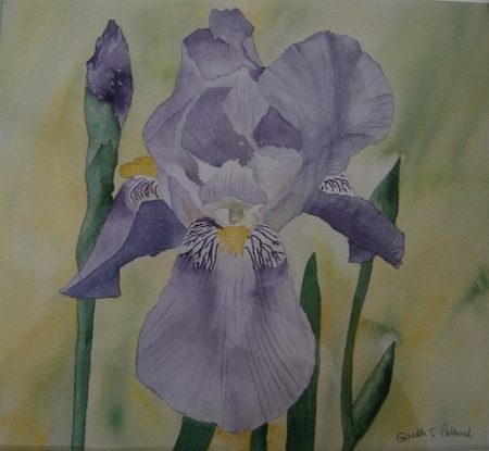Purple Iris